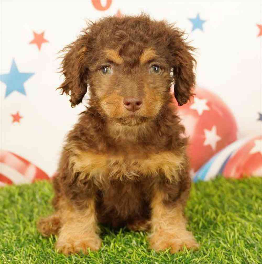 Image of a pet breed in the gallery
