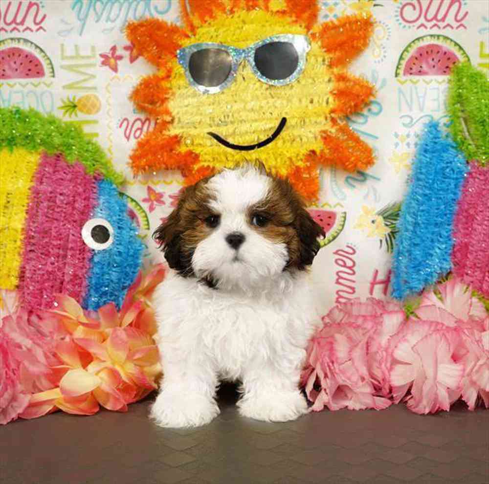 carousel pet images