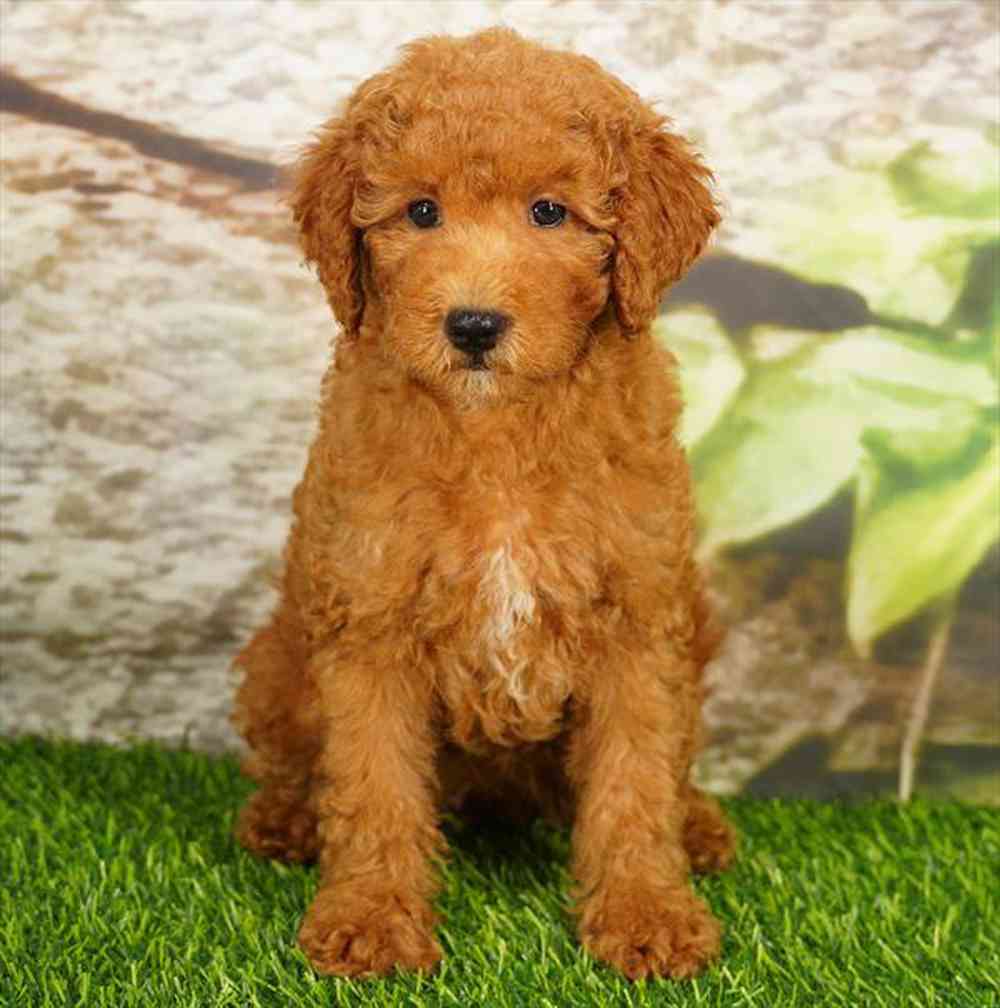 Image of a pet breed in the gallery