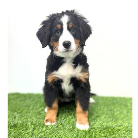 Bernese Mountain Dog