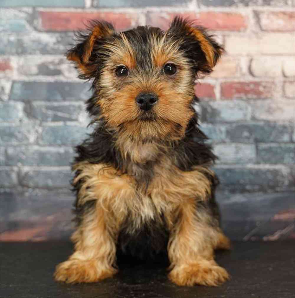 Image of a pet breed in the gallery