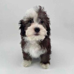 Chinese Crested/Shih Tzu