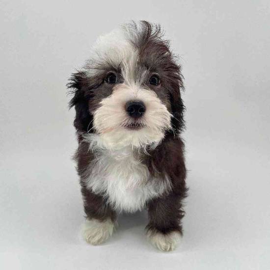 Chinese Crested/Shih Tzu