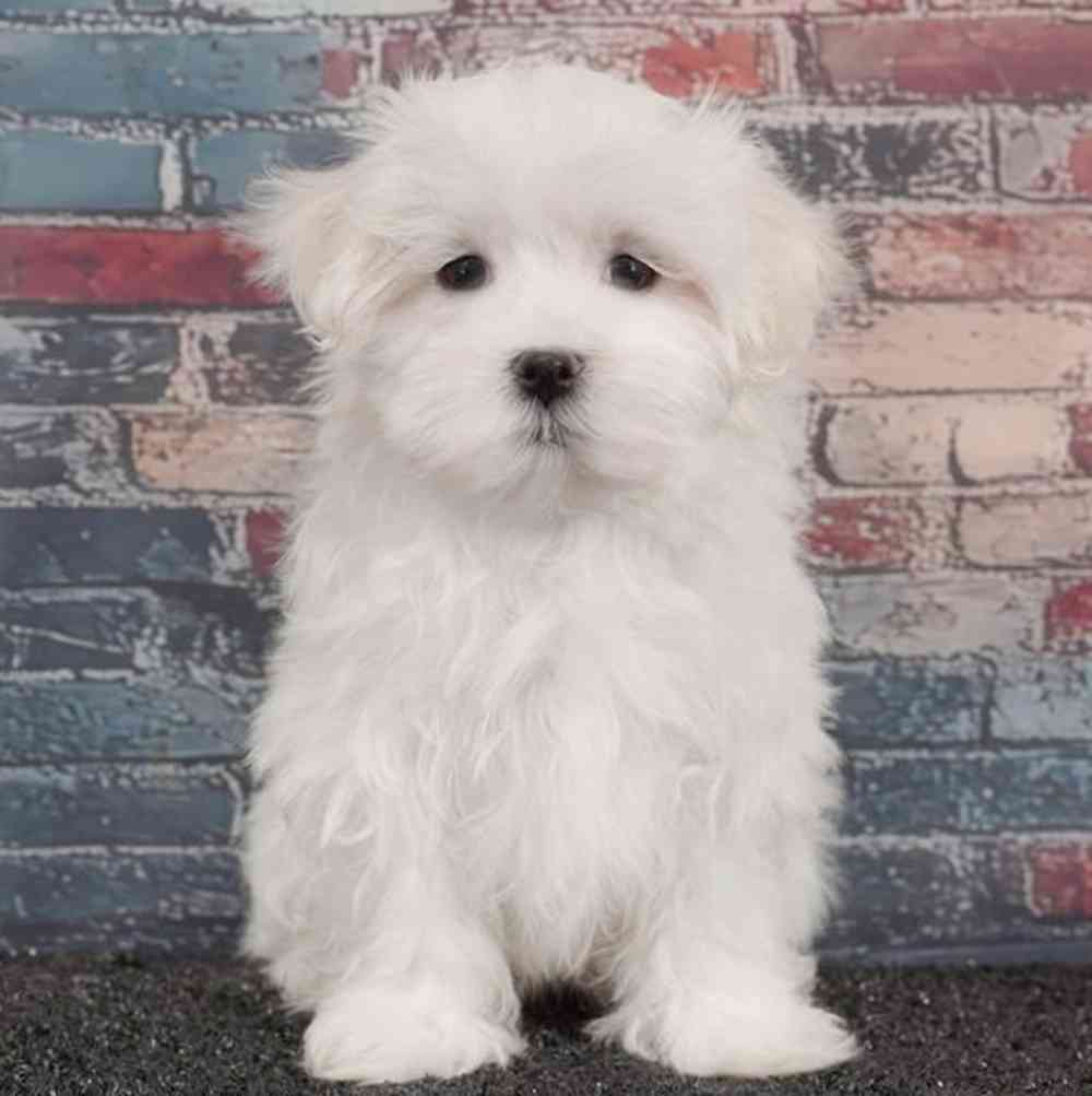 Image of a pet breed in the gallery
