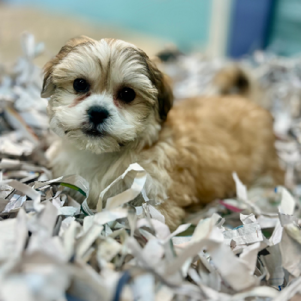 carousel pet images