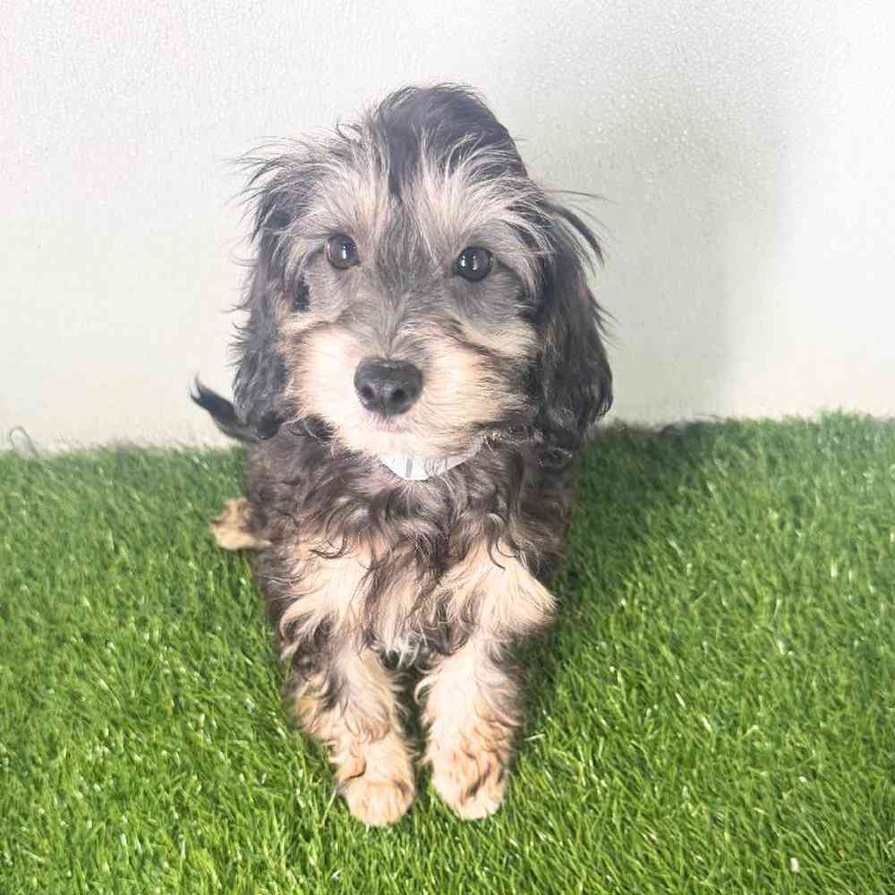 Image of a pet breed in the gallery