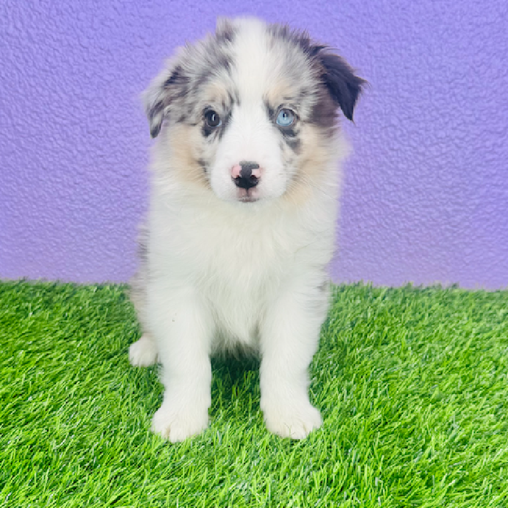 Image of a pet breed in the gallery