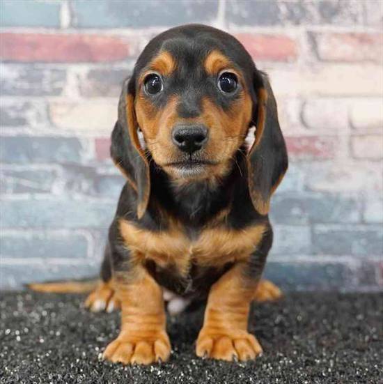 Dachshund