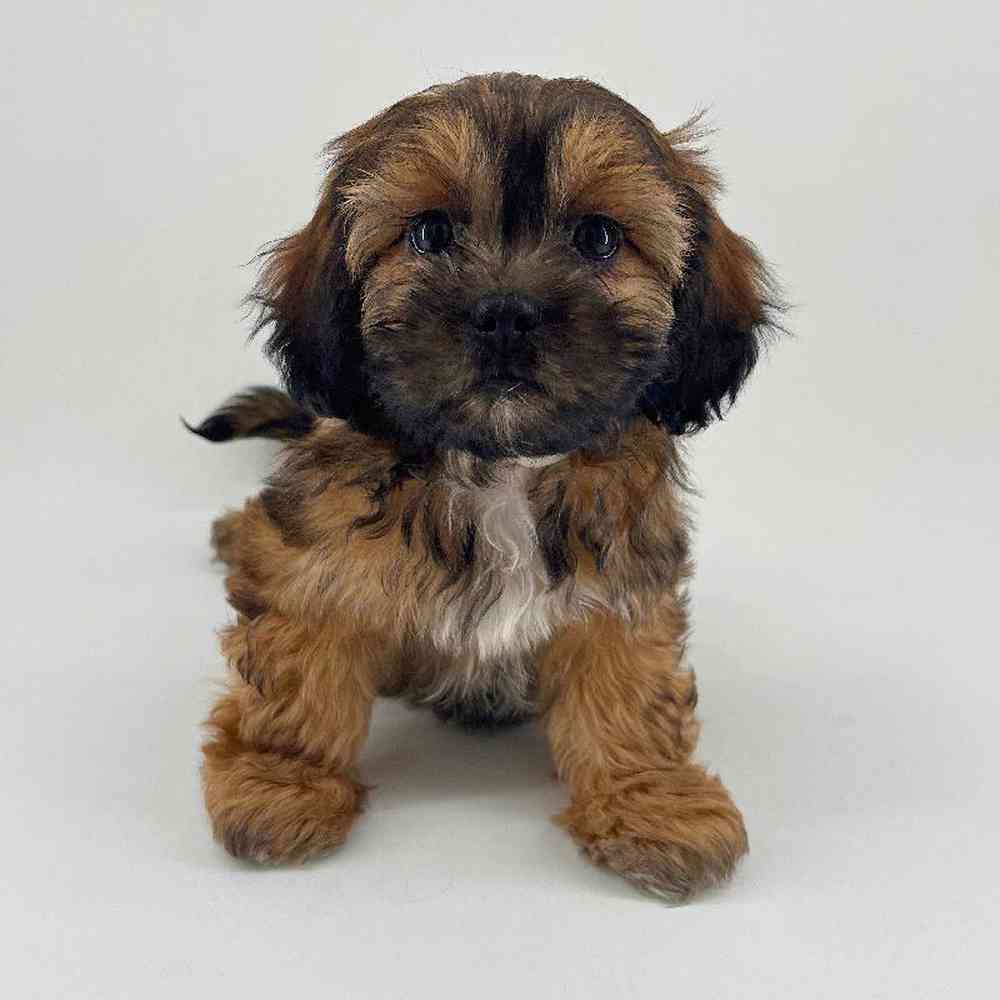 pet breed image