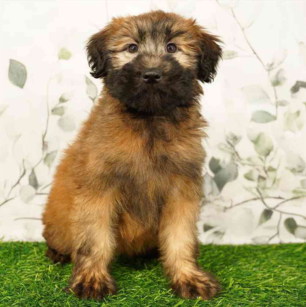 Image of a pet breed in the gallery