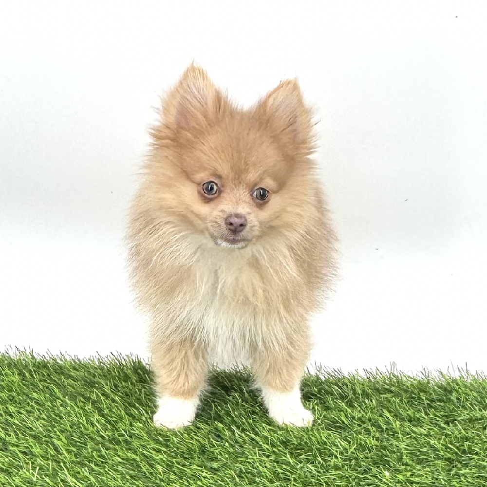 carousel pet images
