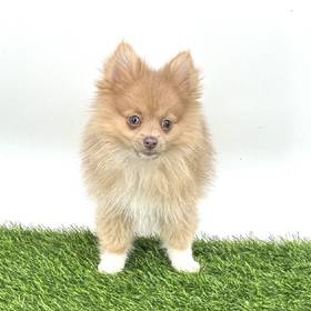 Pomeranian