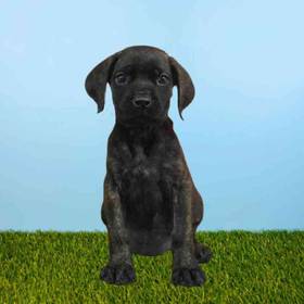 English Mastiff