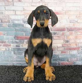 Doberman Pinscher