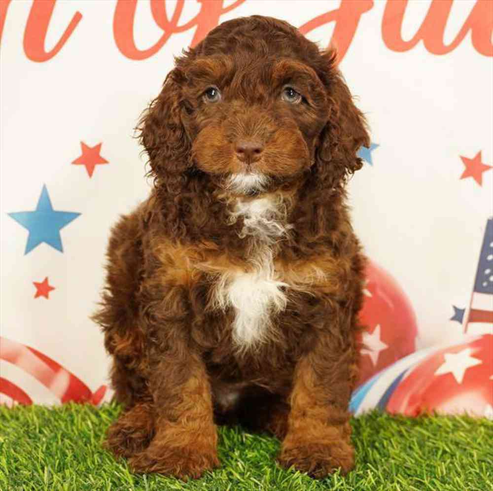 Image of a pet breed in the gallery