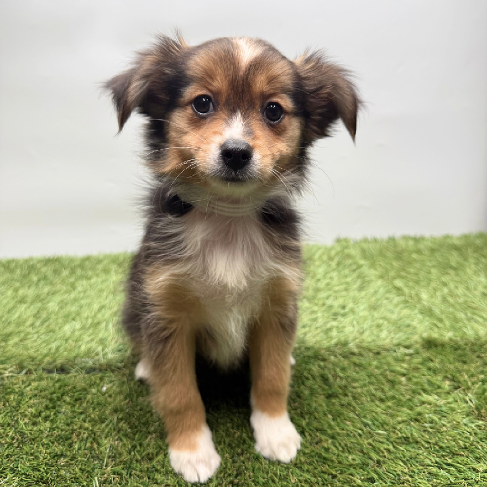 pet breed image