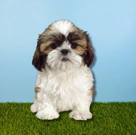 Shih Tzu