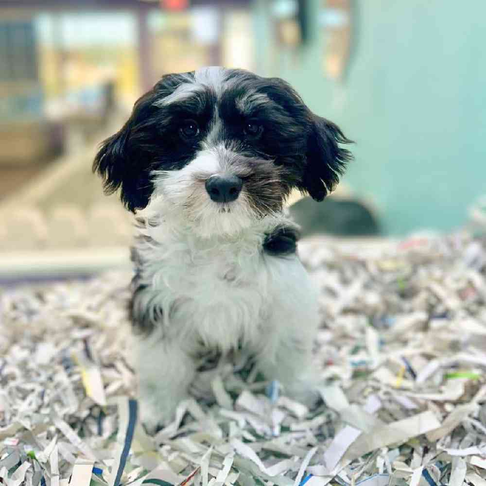 carousel pet images