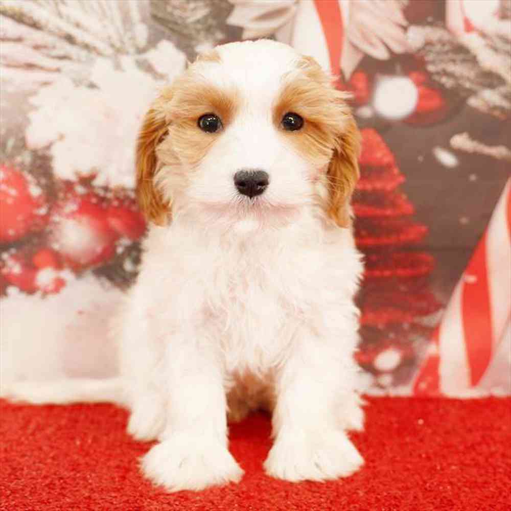 Image of a pet breed in the gallery