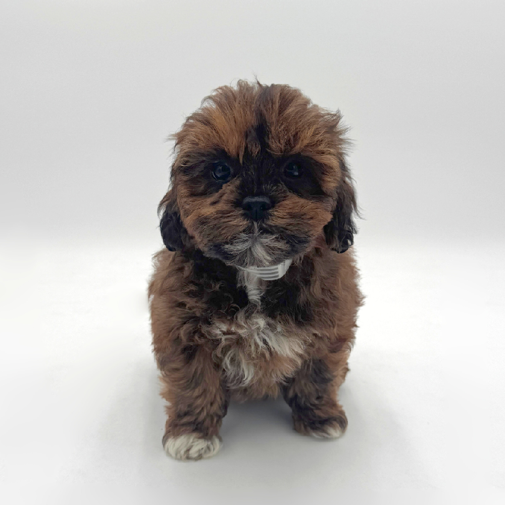 Image of a pet breed in the gallery
