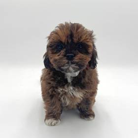 Shizapoo