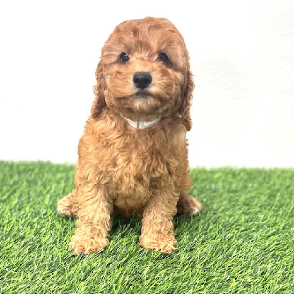 Image of a pet breed in the gallery
