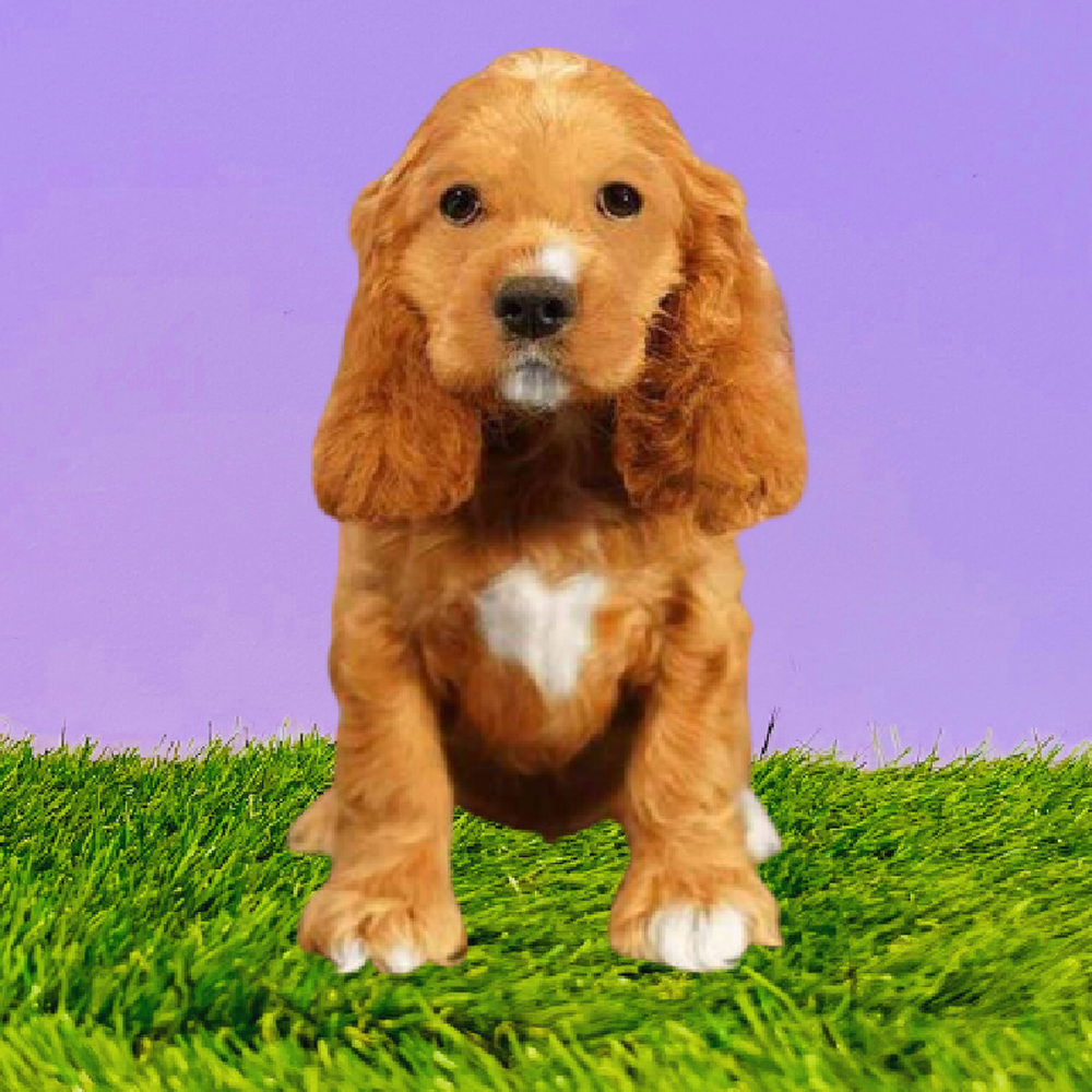 Female Cocker Spaniel Puppy for Sale in Marietta, GA