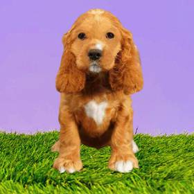 Cocker Spaniel