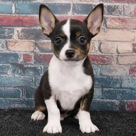 Chihuahua