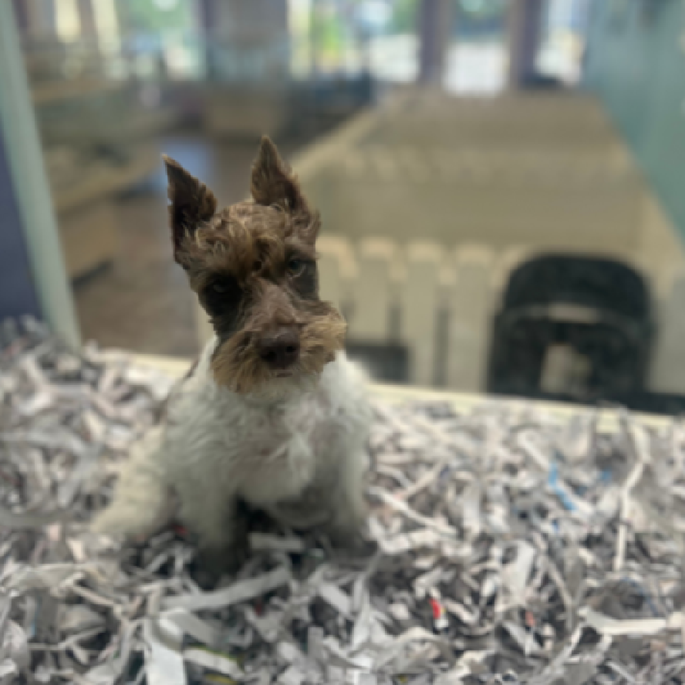 carousel pet images