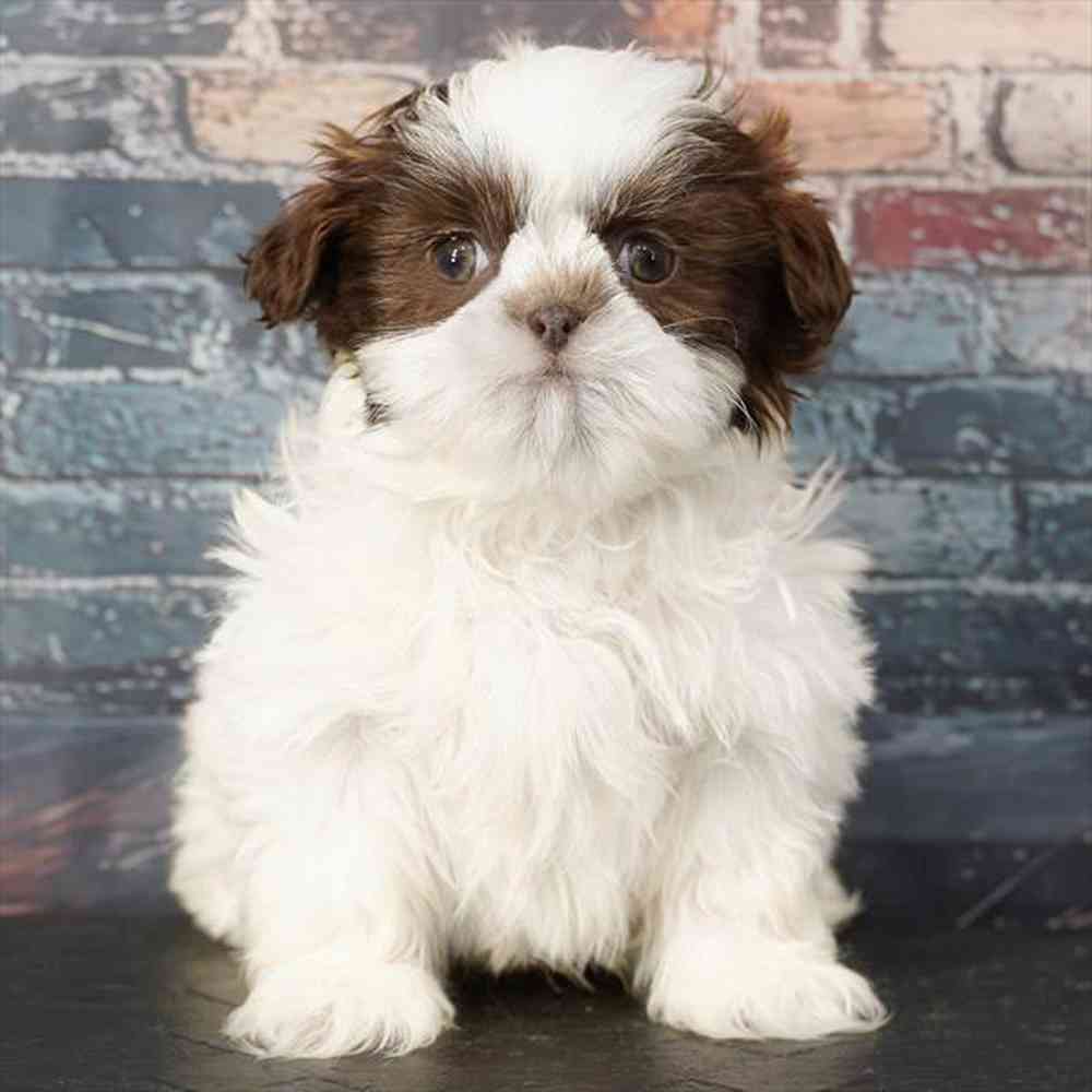 Image of a pet breed in the gallery