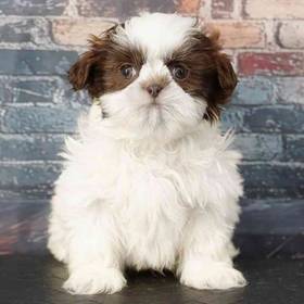 Shih Tzu