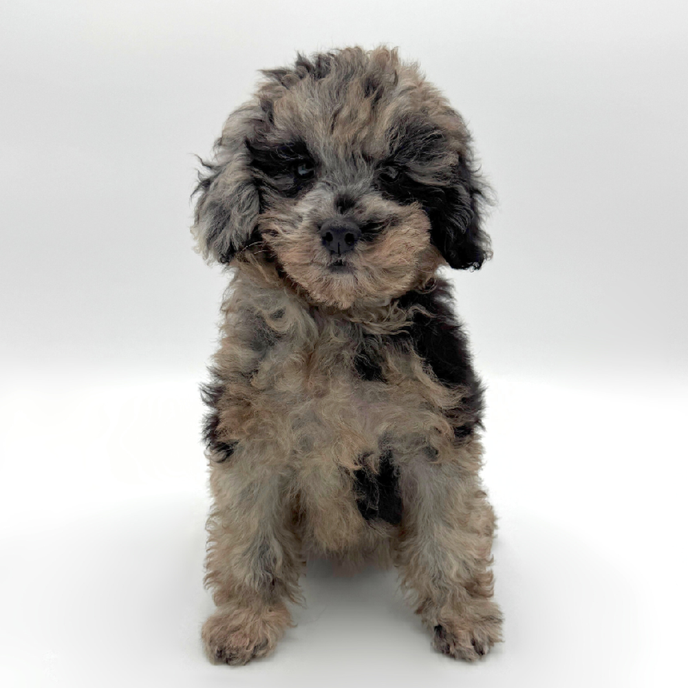 Image of a pet breed in the gallery