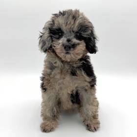 Shizapoo