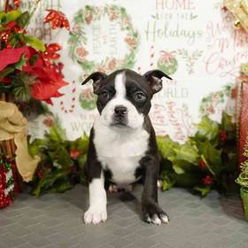 Boston Terrier