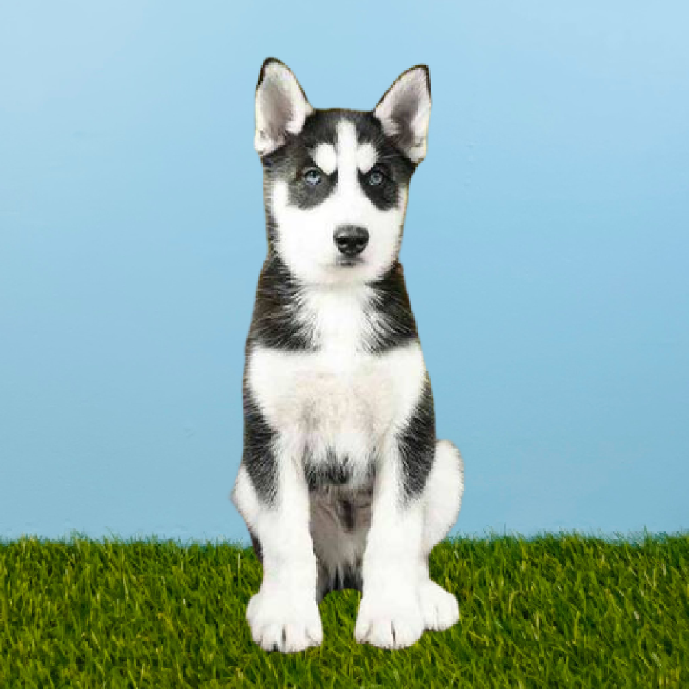 Male Siberian Husky Puppy for Sale in Pasadena, TX