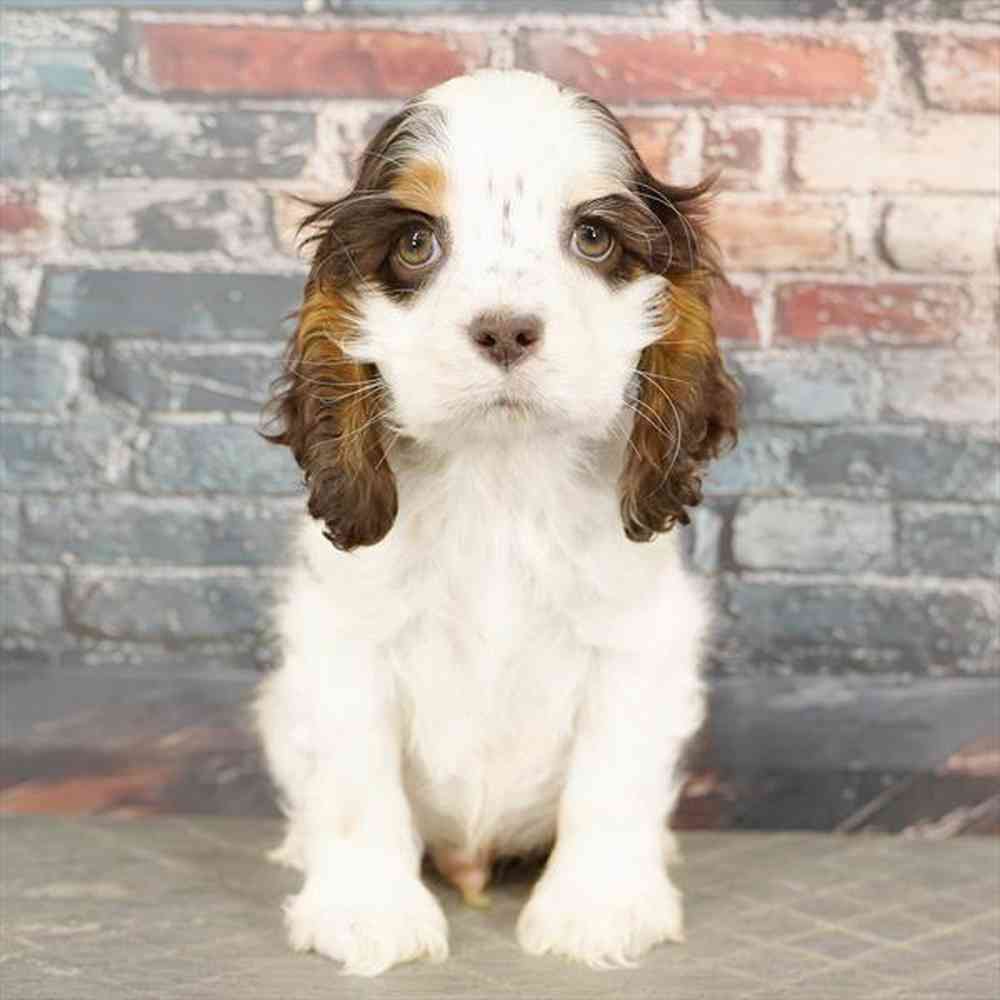 Image of a pet breed in the gallery