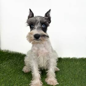Mini Schnauzer