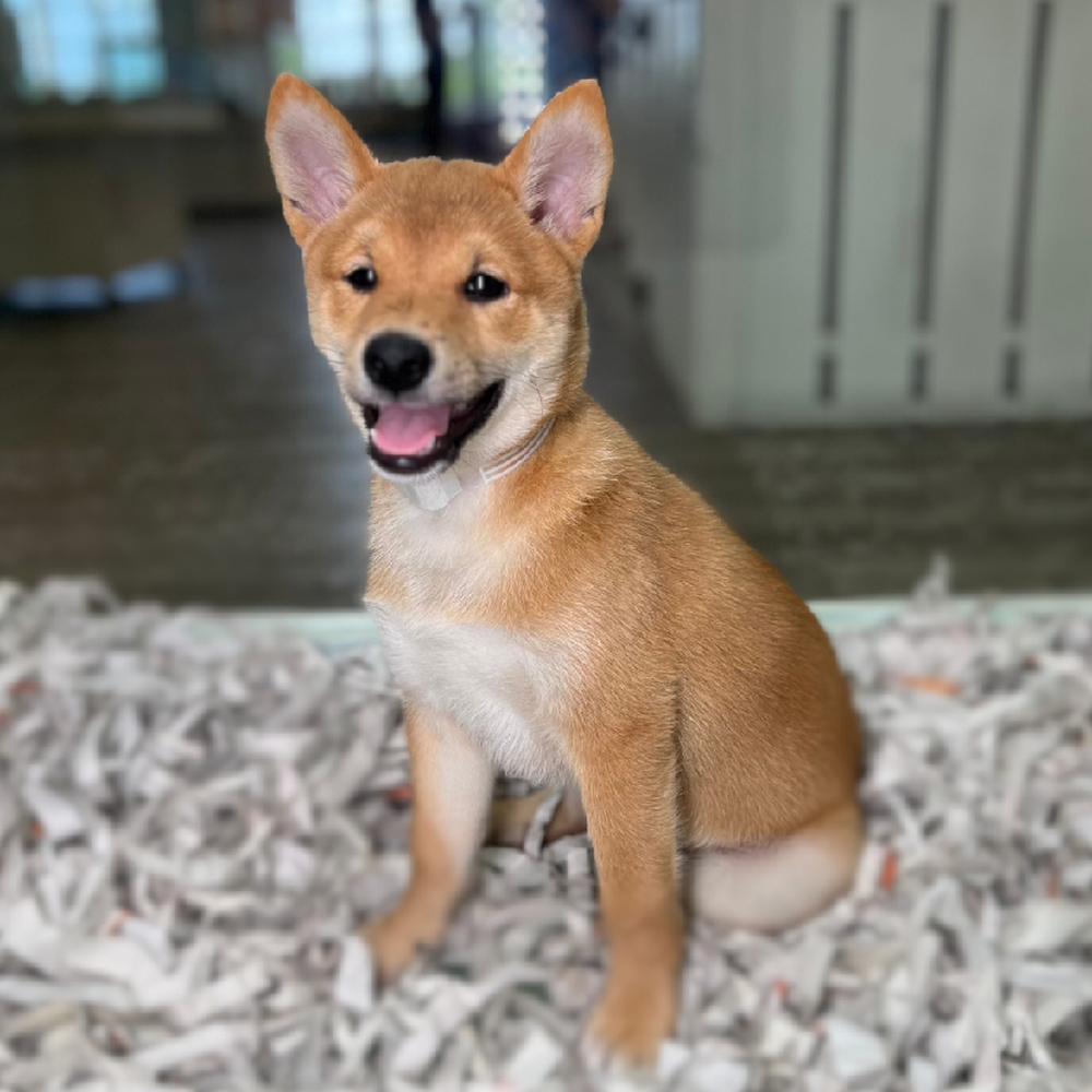 carousel pet images