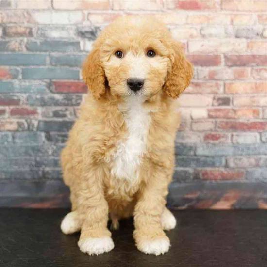 2nd Gen Mini Goldendoodle