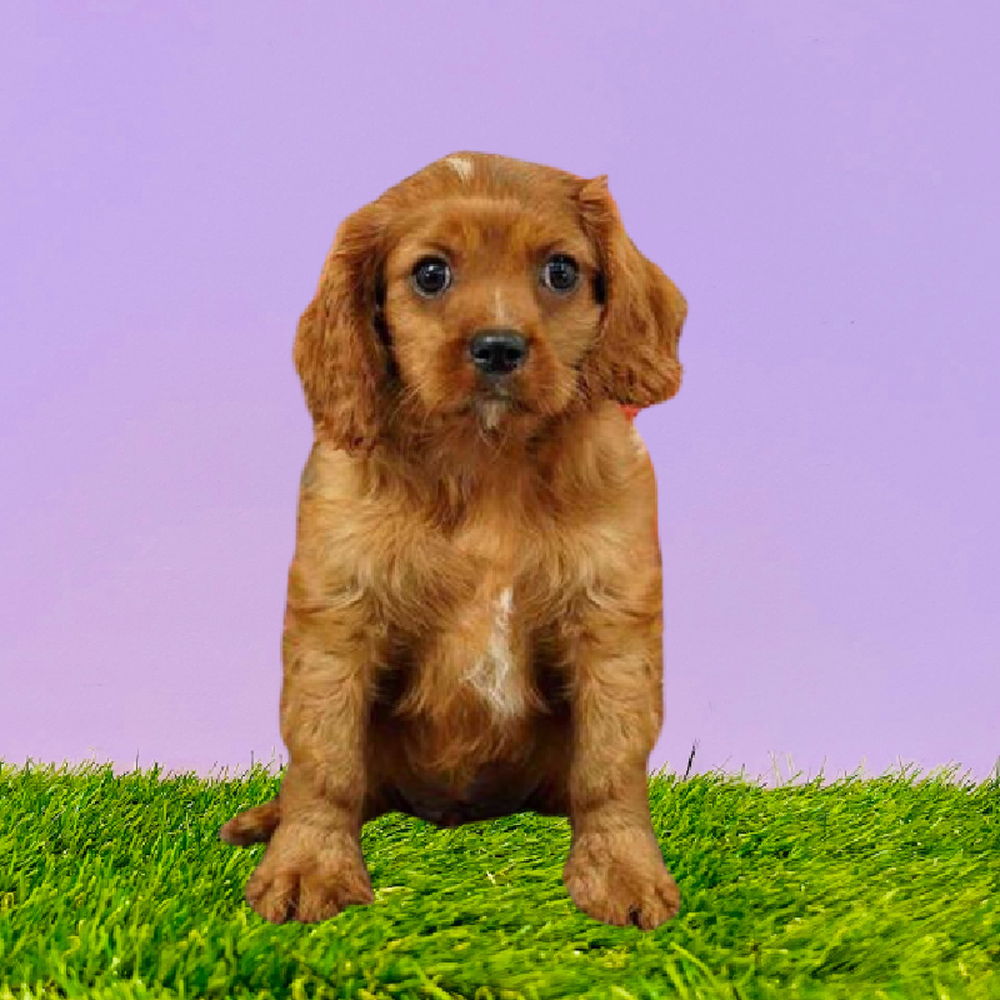 Male Cavalier King Charles Spaniel Puppy for Sale in Marietta, GA