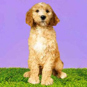 2nd Gen Standard Goldendoodle