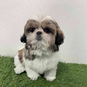 Shih Tzu