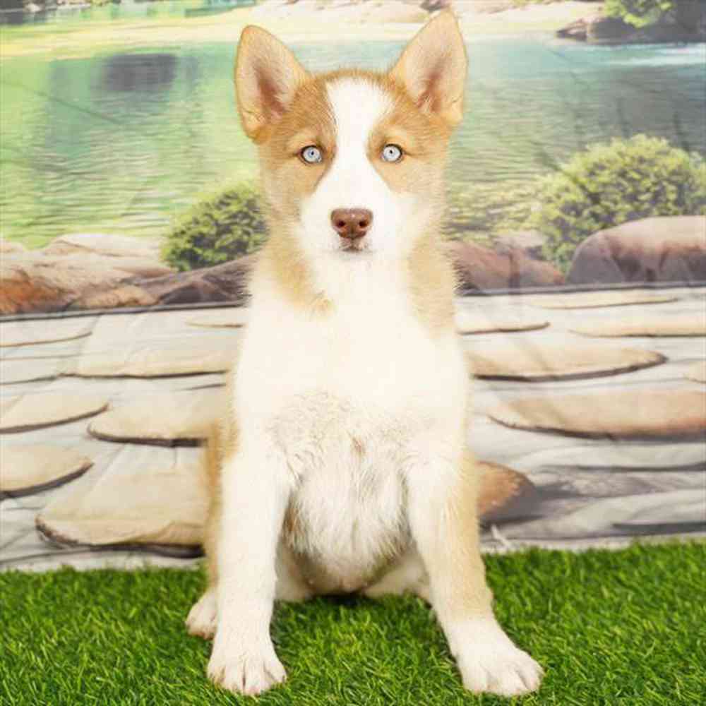 Image of a pet breed in the gallery