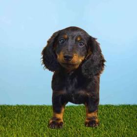 Dachshund
