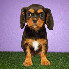 Cavalier King Charles Spaniel