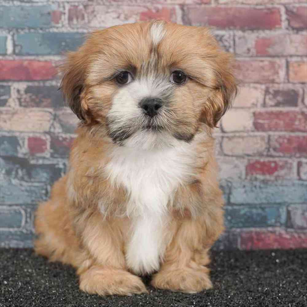Image of a pet breed in the gallery