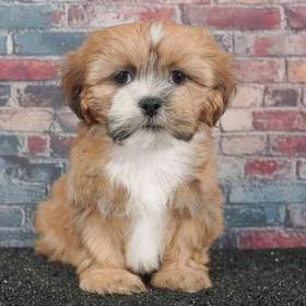 Lhasa Apso