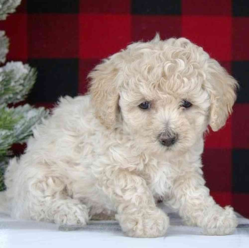 Image of a pet breed in the gallery