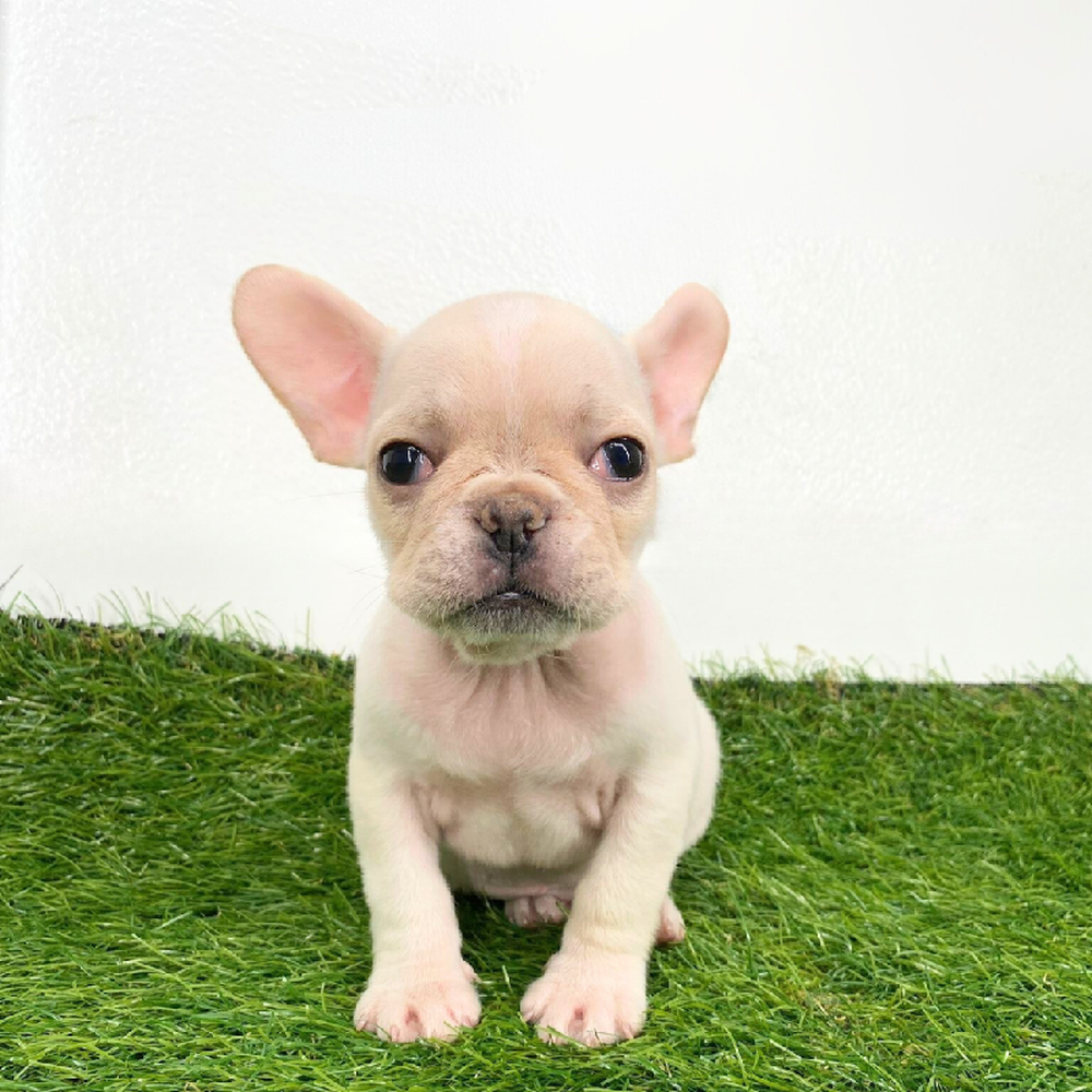 Image of a pet breed in the gallery
